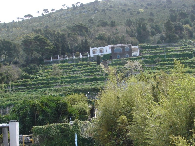 2008/03(March)/AroundTheWorld/Isle of Capri/800x600_Gardens are terraced.jpg